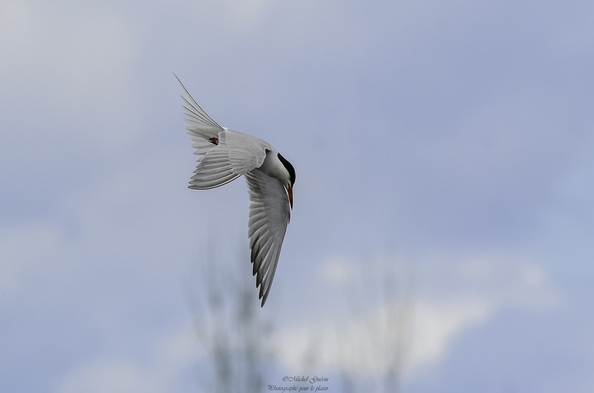 Common Tern - Michel Guérin