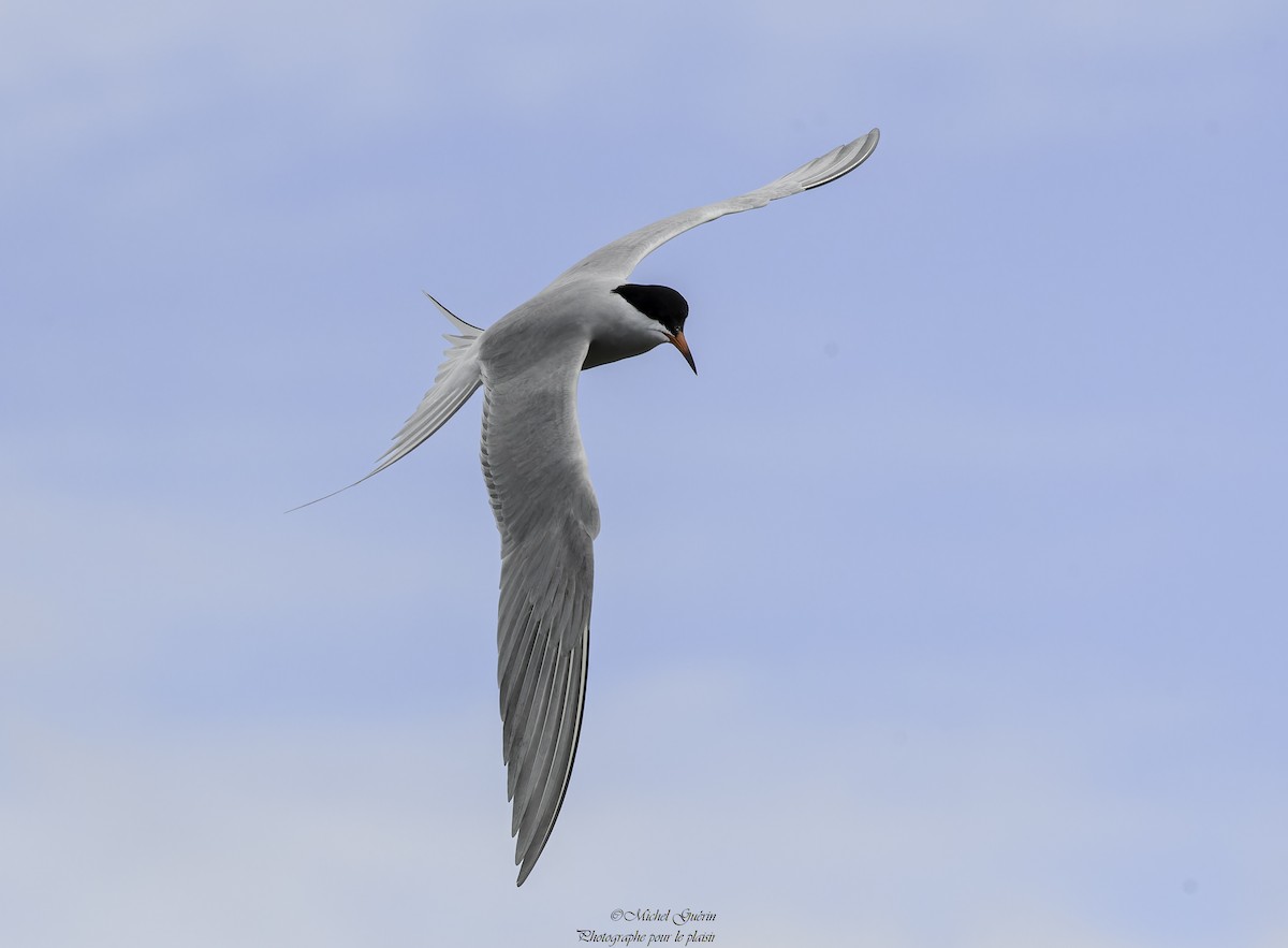 Common Tern - Michel Guérin