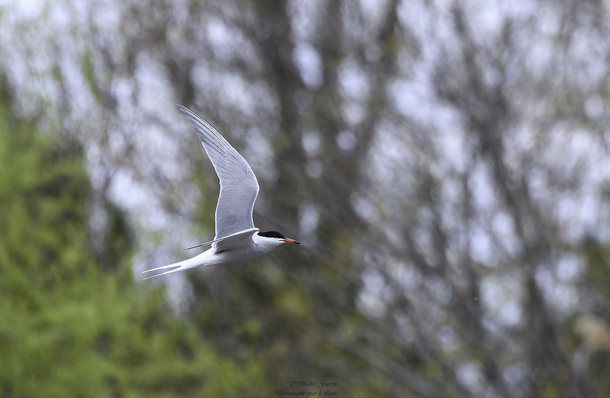 Common Tern - Michel Guérin