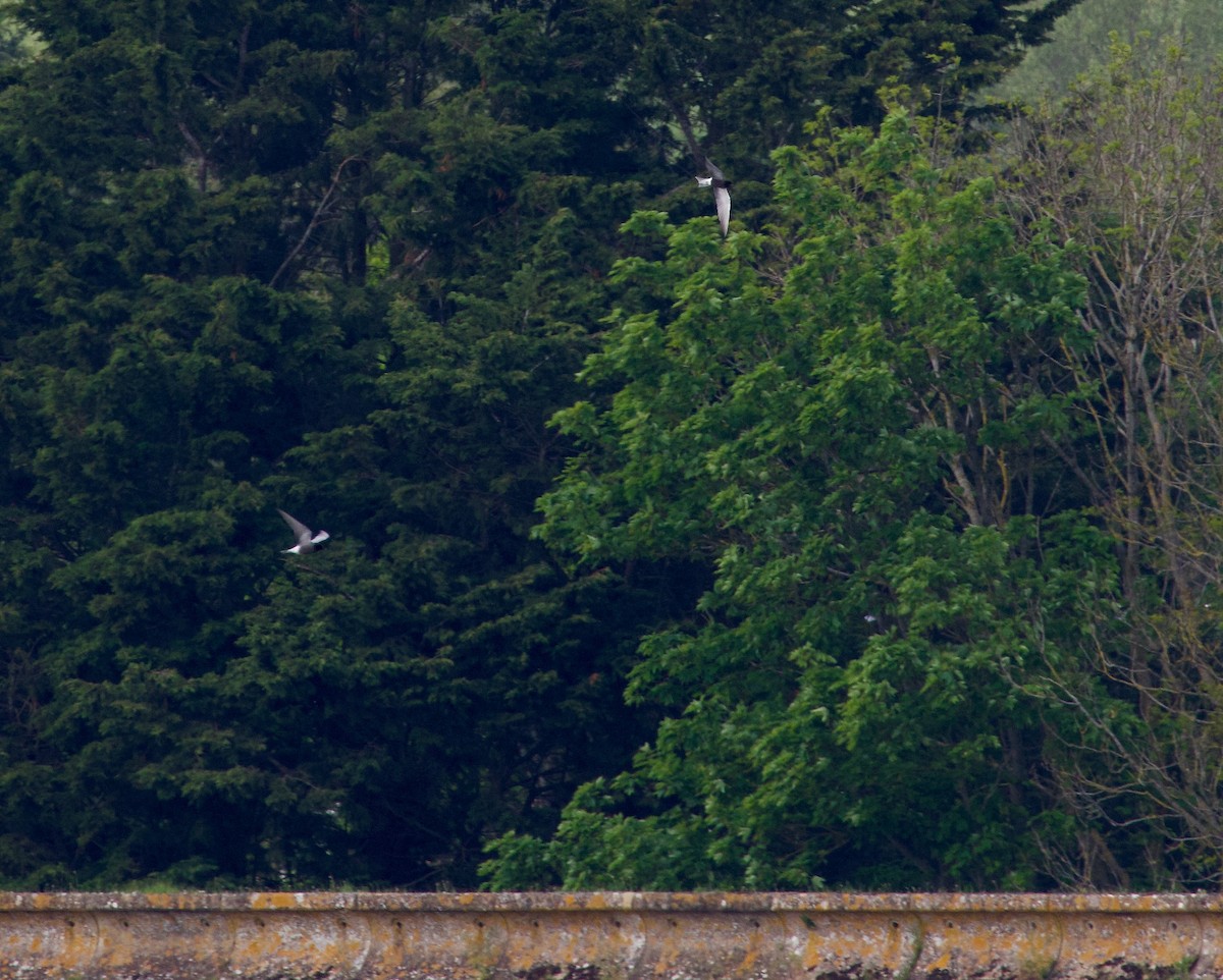 Black Tern - Ben Sheldon