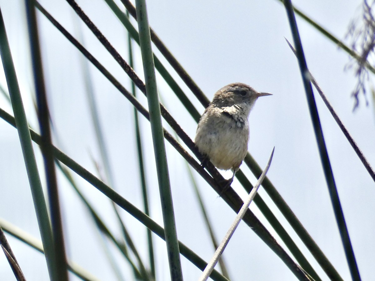 Marsh Wren - Reeve Cowne