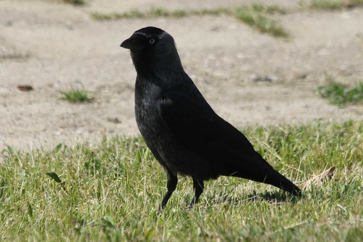 Eurasian Jackdaw - ML618835191