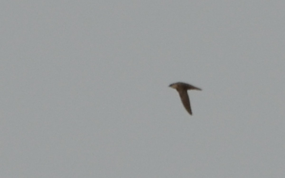 Chimney Swift - Ramón  Trinchan Guerra