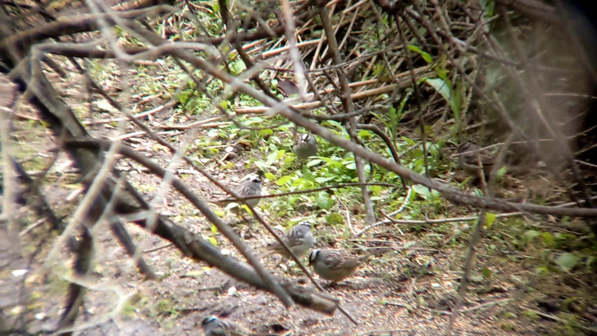 White-crowned Sparrow - Anonymous