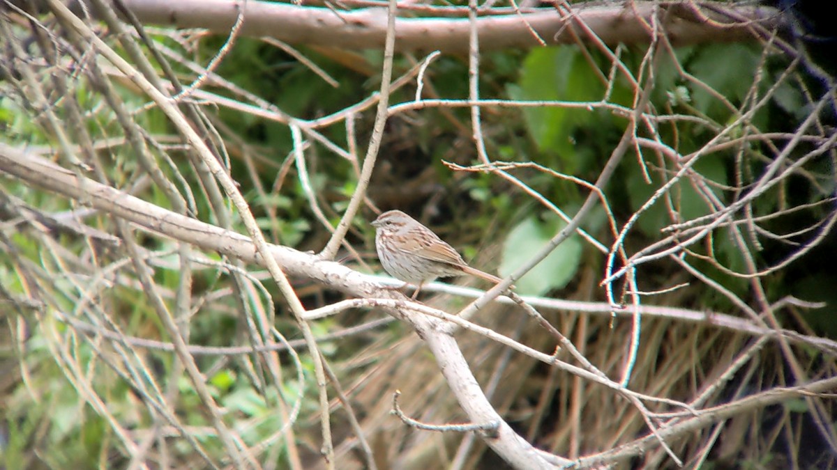 Song Sparrow - Anonymous