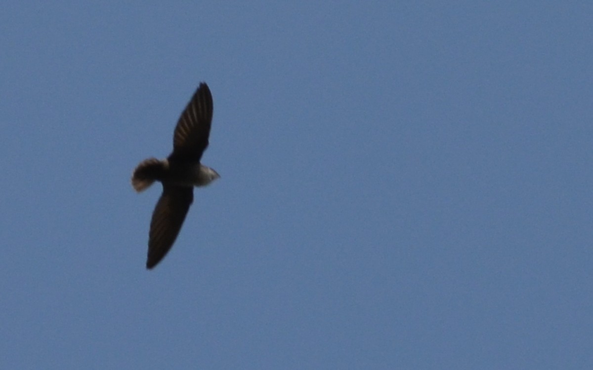 Vaux's Swift (Yucatan) - ML618835217