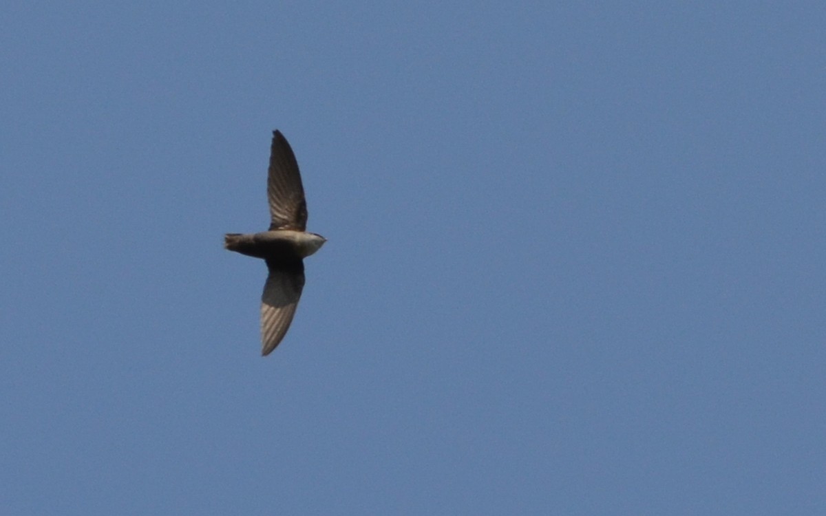 Vaux's Swift (Yucatan) - ML618835218