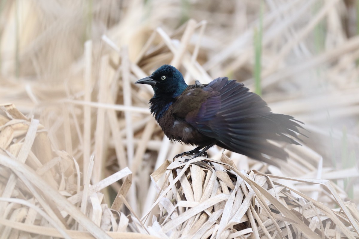 Common Grackle - Liam Messier