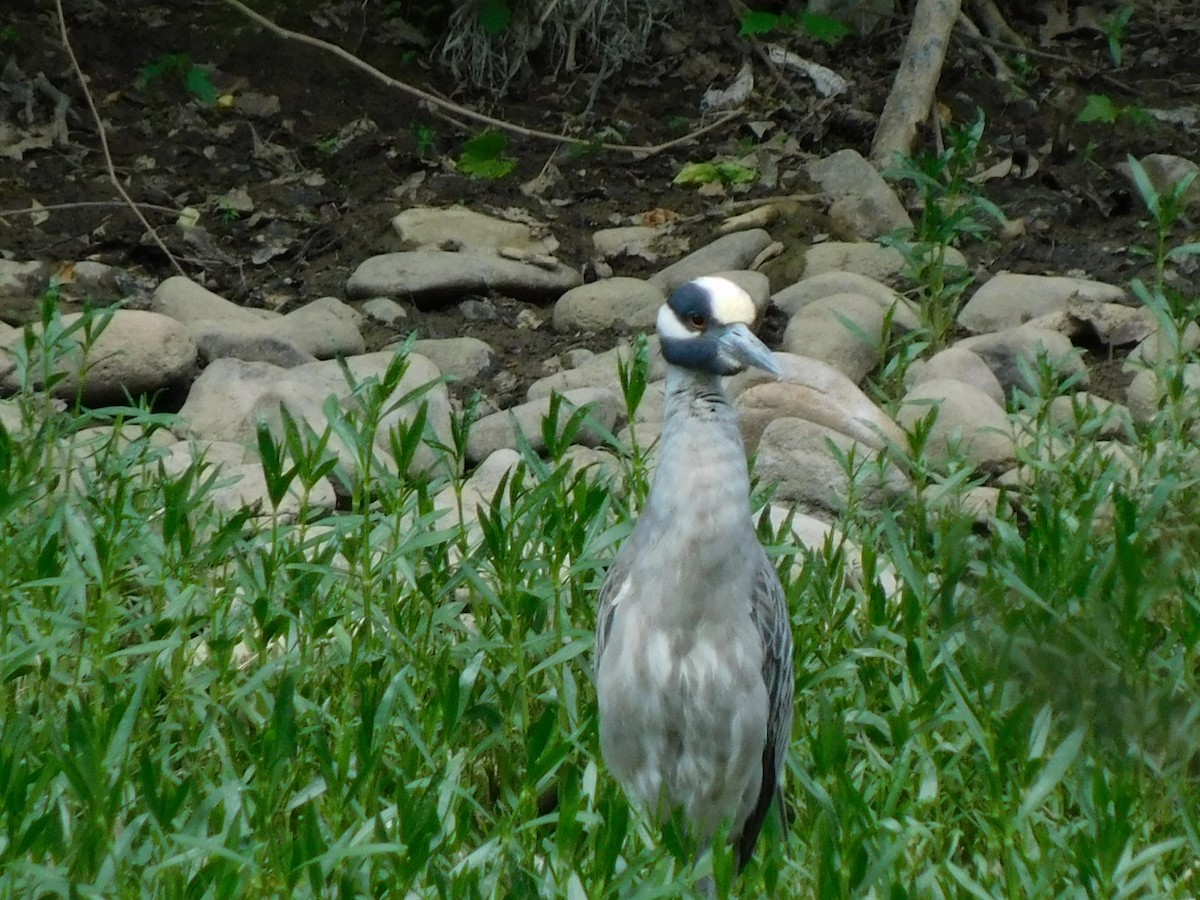 Yellow-crowned Night Heron - ML618835224