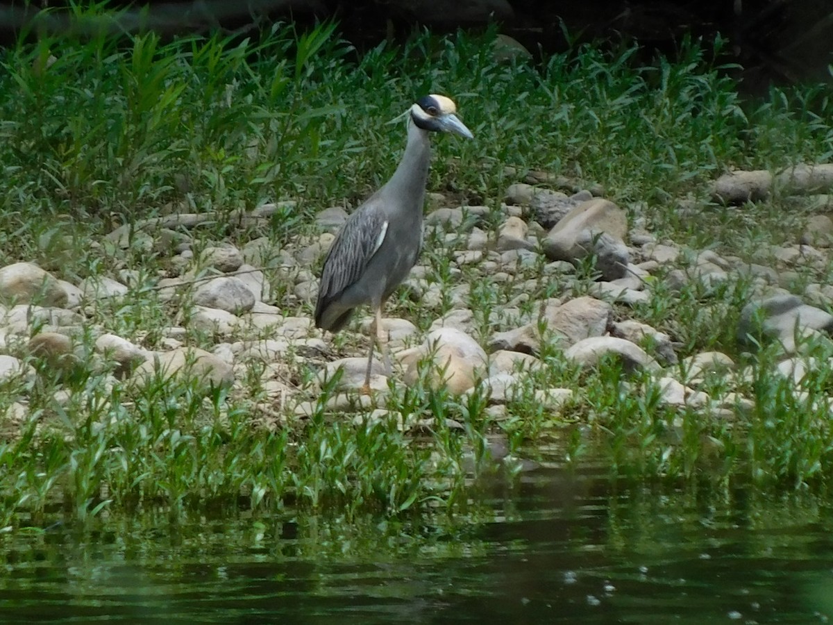 Yellow-crowned Night Heron - ML618835225