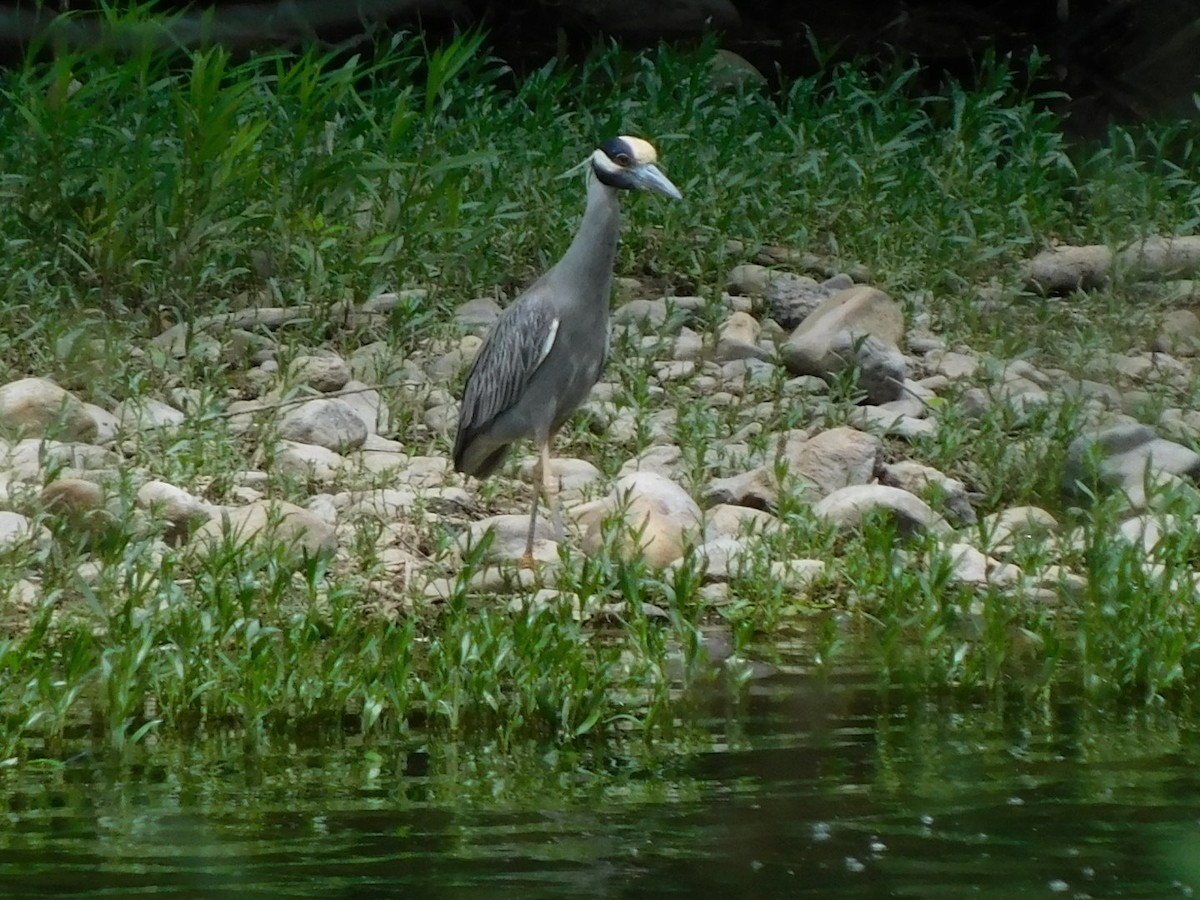 Yellow-crowned Night Heron - Billy Falls