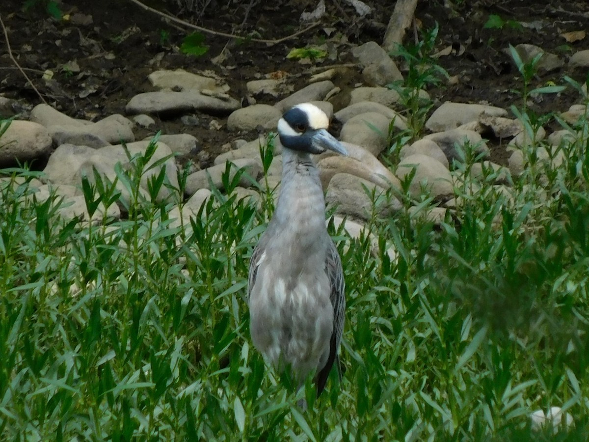 Yellow-crowned Night Heron - ML618835226