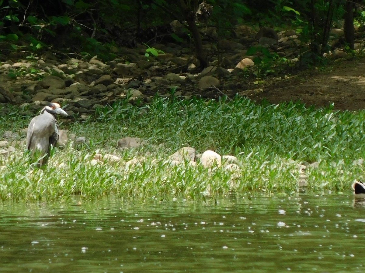 Yellow-crowned Night Heron - ML618835228