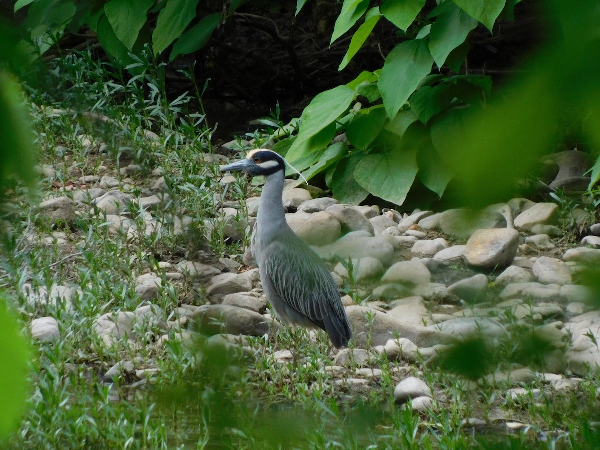 Yellow-crowned Night Heron - ML618835229