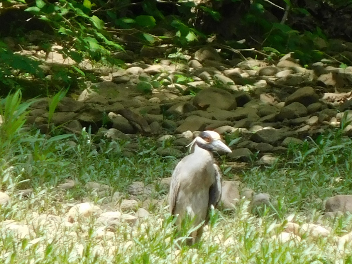 Yellow-crowned Night Heron - ML618835230