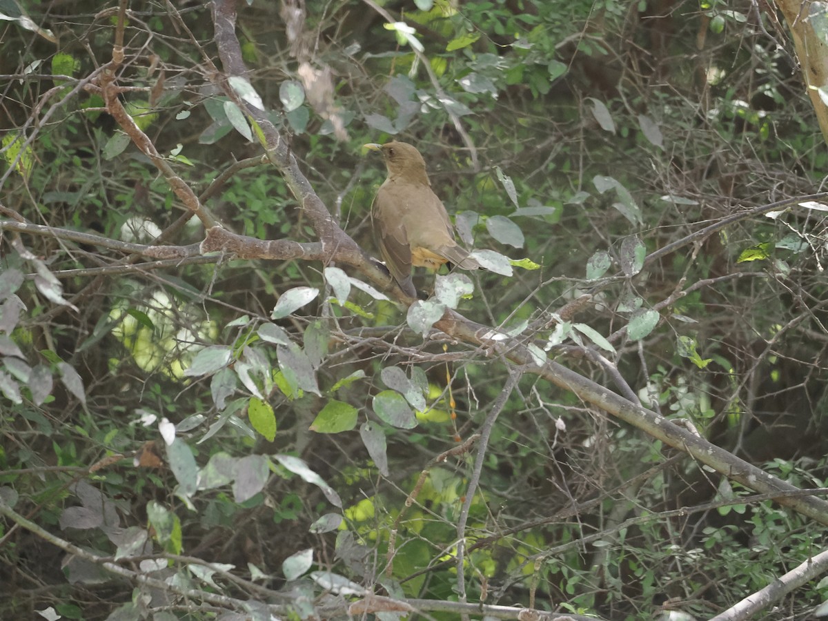 Clay-colored Thrush - Alexander Linton