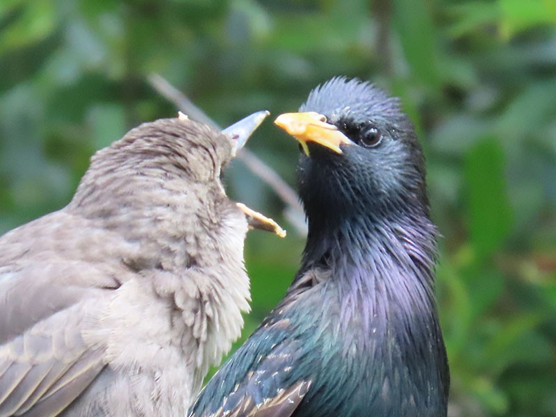 European Starling - Karen Lebing