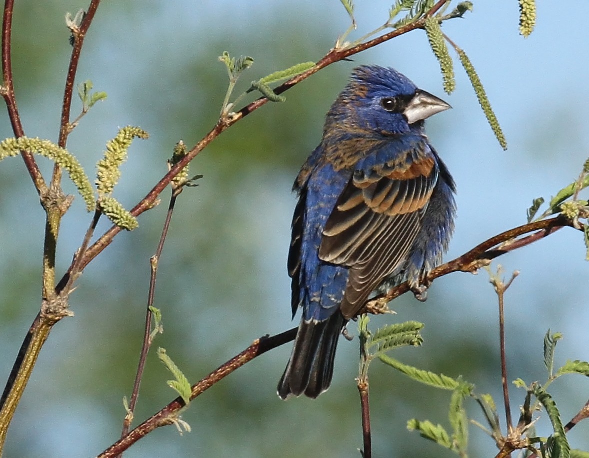 Blue Grosbeak - Craig Thayer