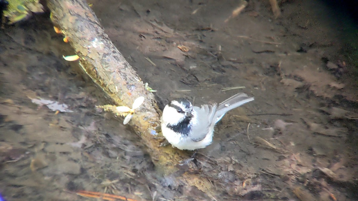 Mountain Chickadee - Anonymous