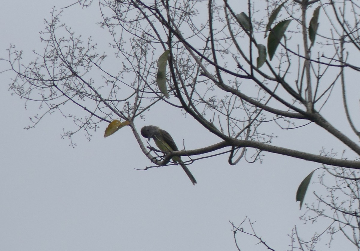 Panama Flycatcher - Terry van Niekerk