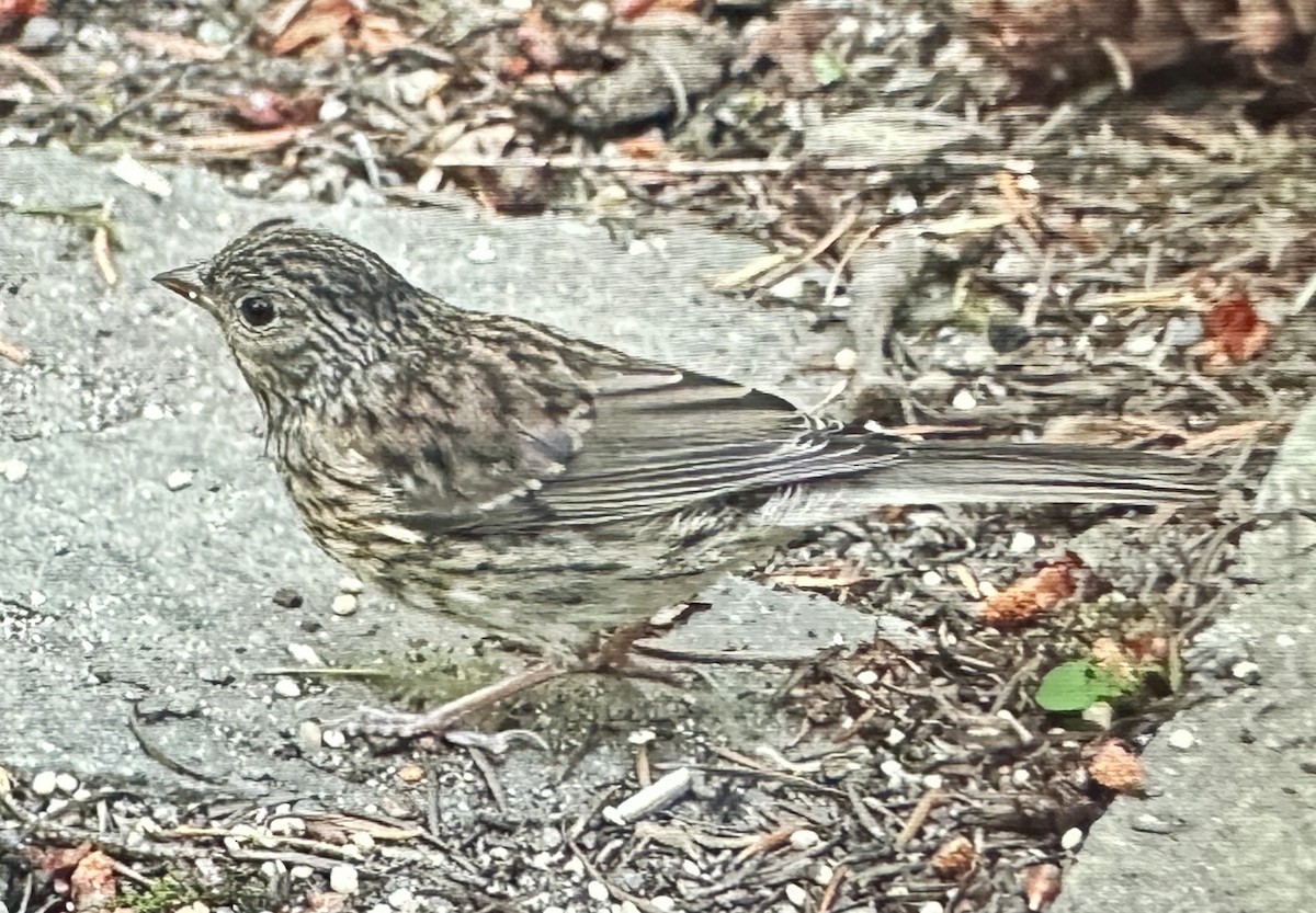 Dark-eyed Junco (Oregon) - Darchelle Worley