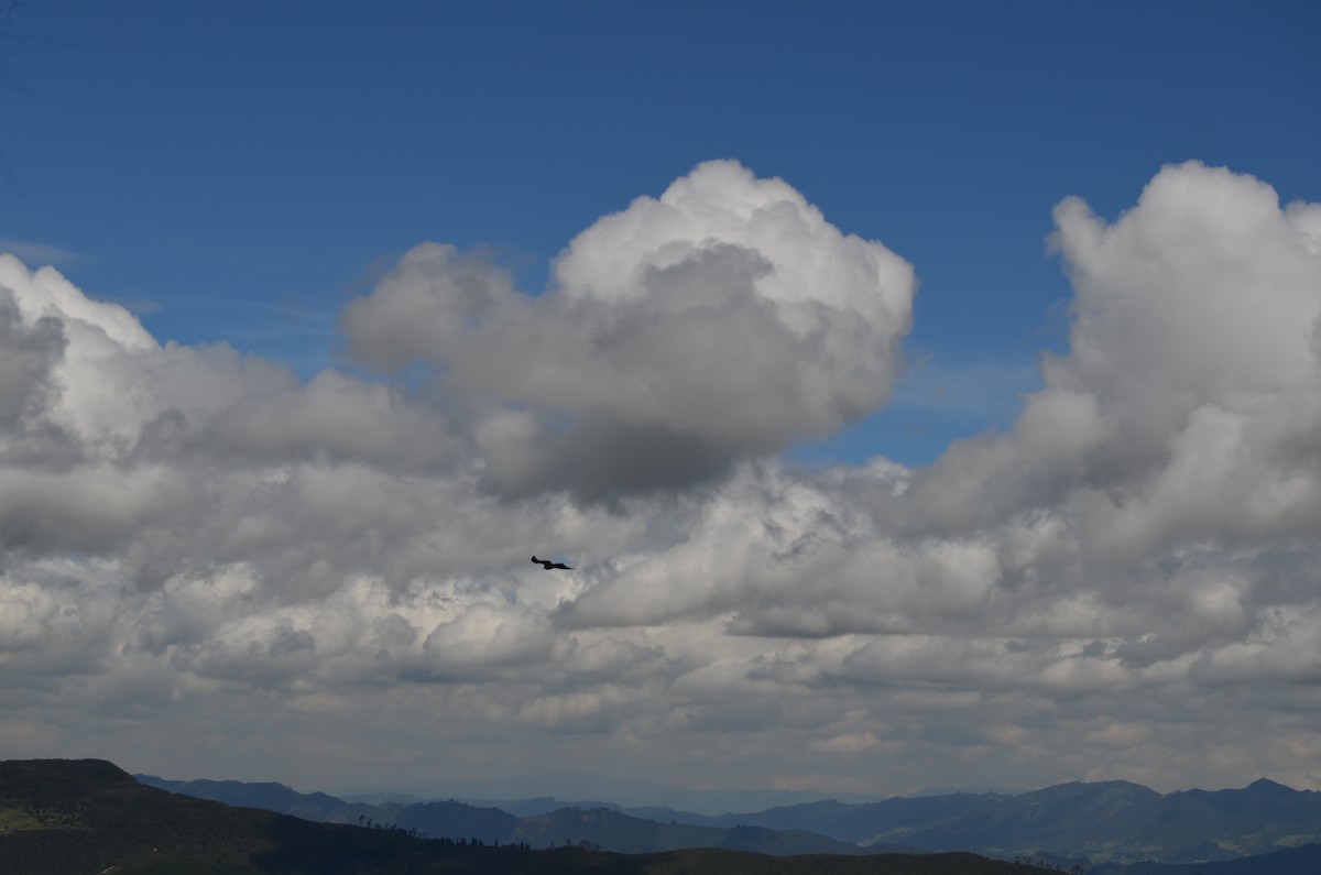 White-collared Swift - Gilma Rozo