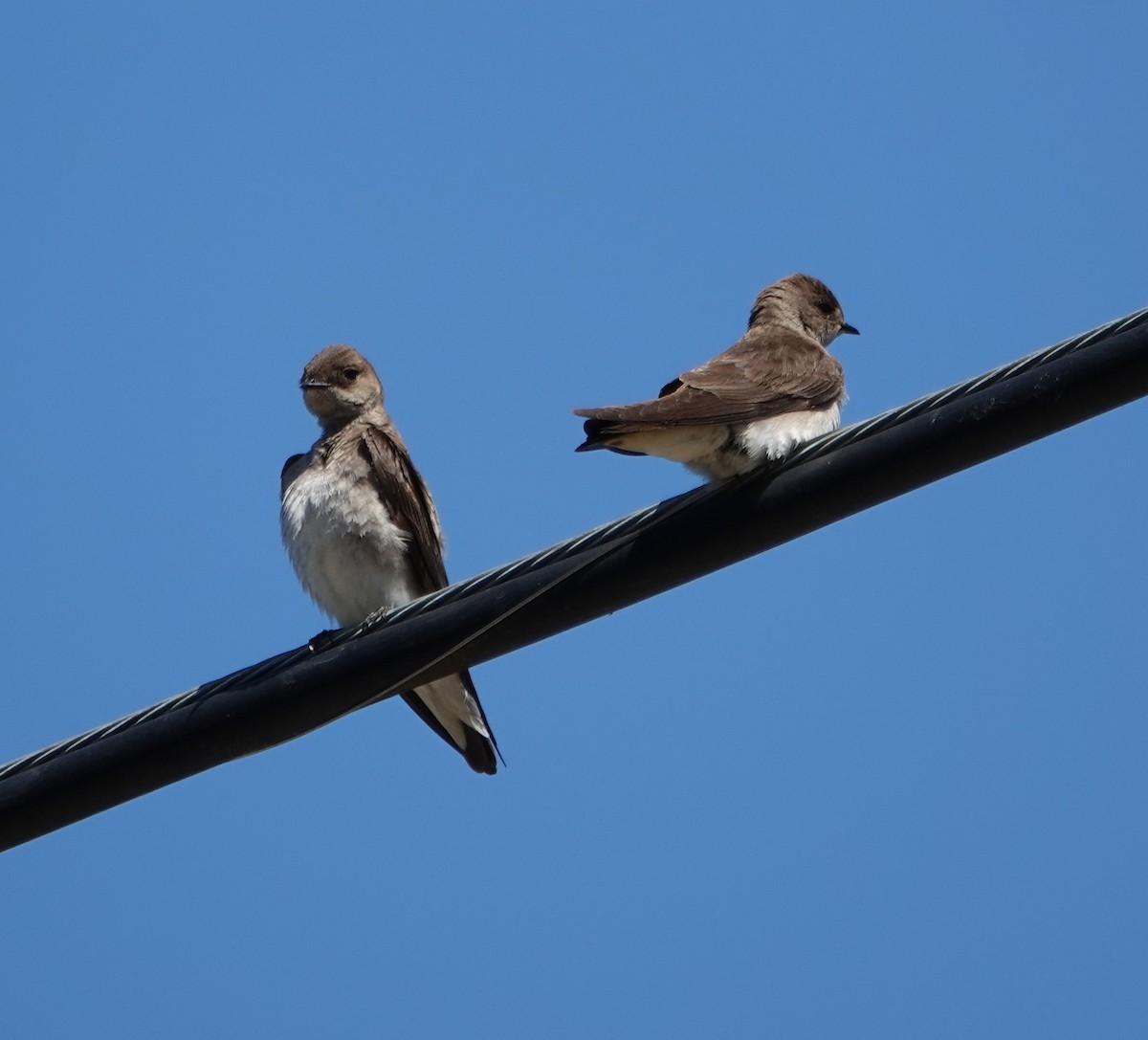 Hirondelle à ailes hérissées - ML618835282