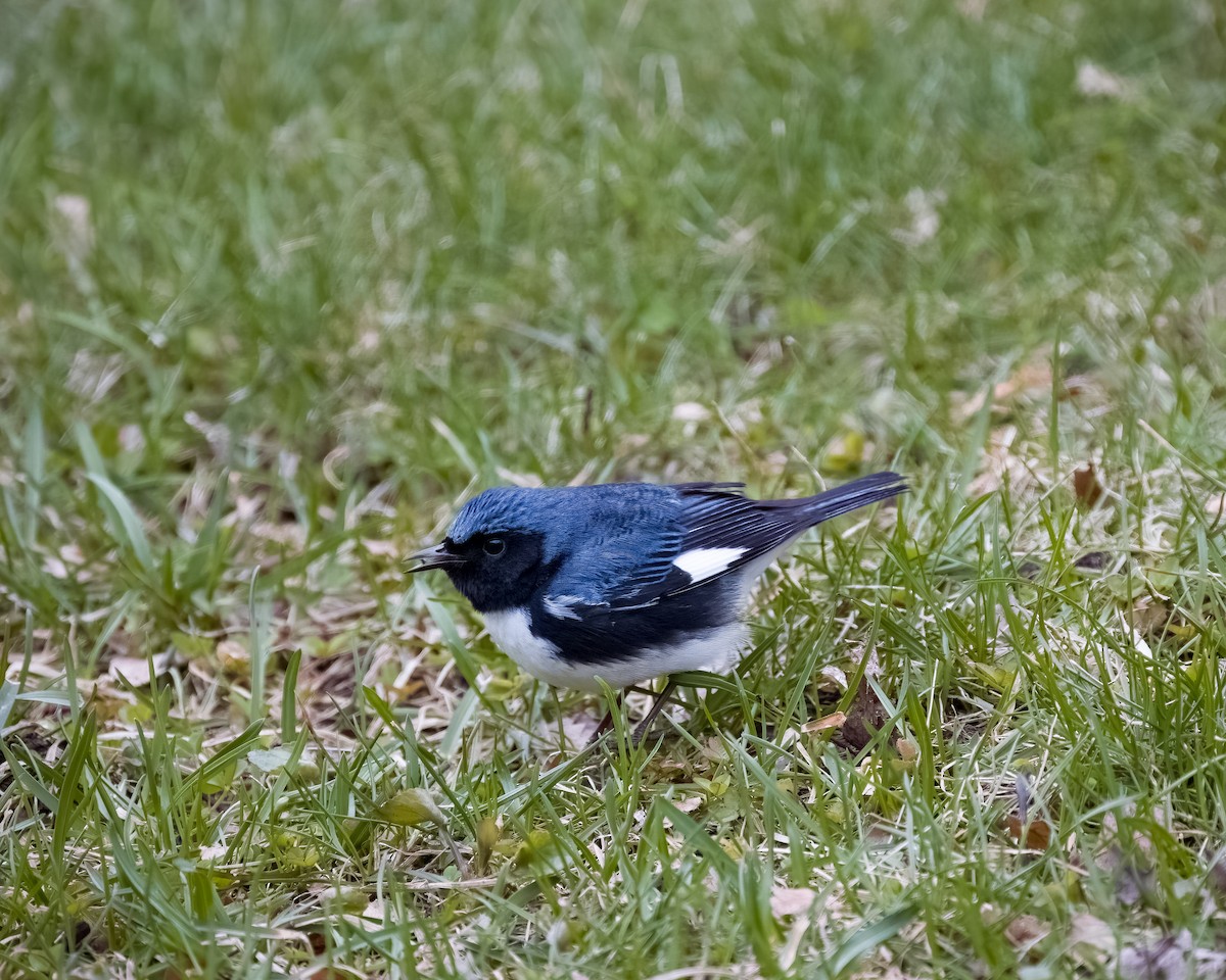 Black-throated Blue Warbler - ML618835288