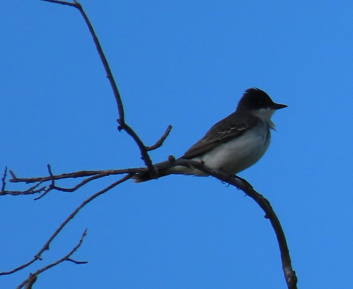 Eastern Kingbird - ML618835289