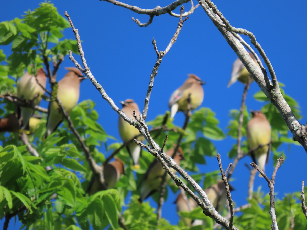 Cedar Waxwing - ML618835301