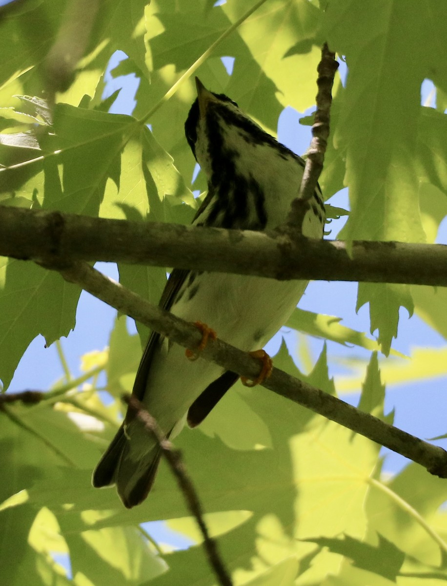 Blackpoll Warbler - Carla Morris