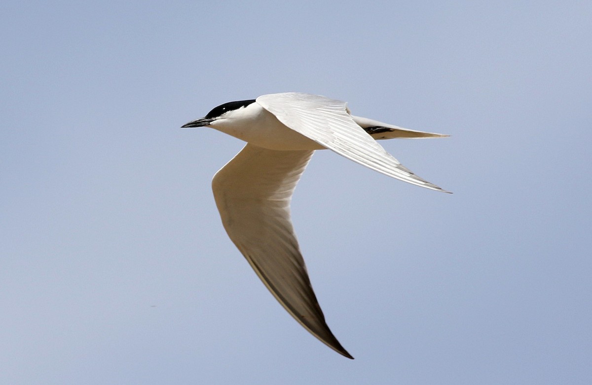 Gull-billed Tern - Miguel García
