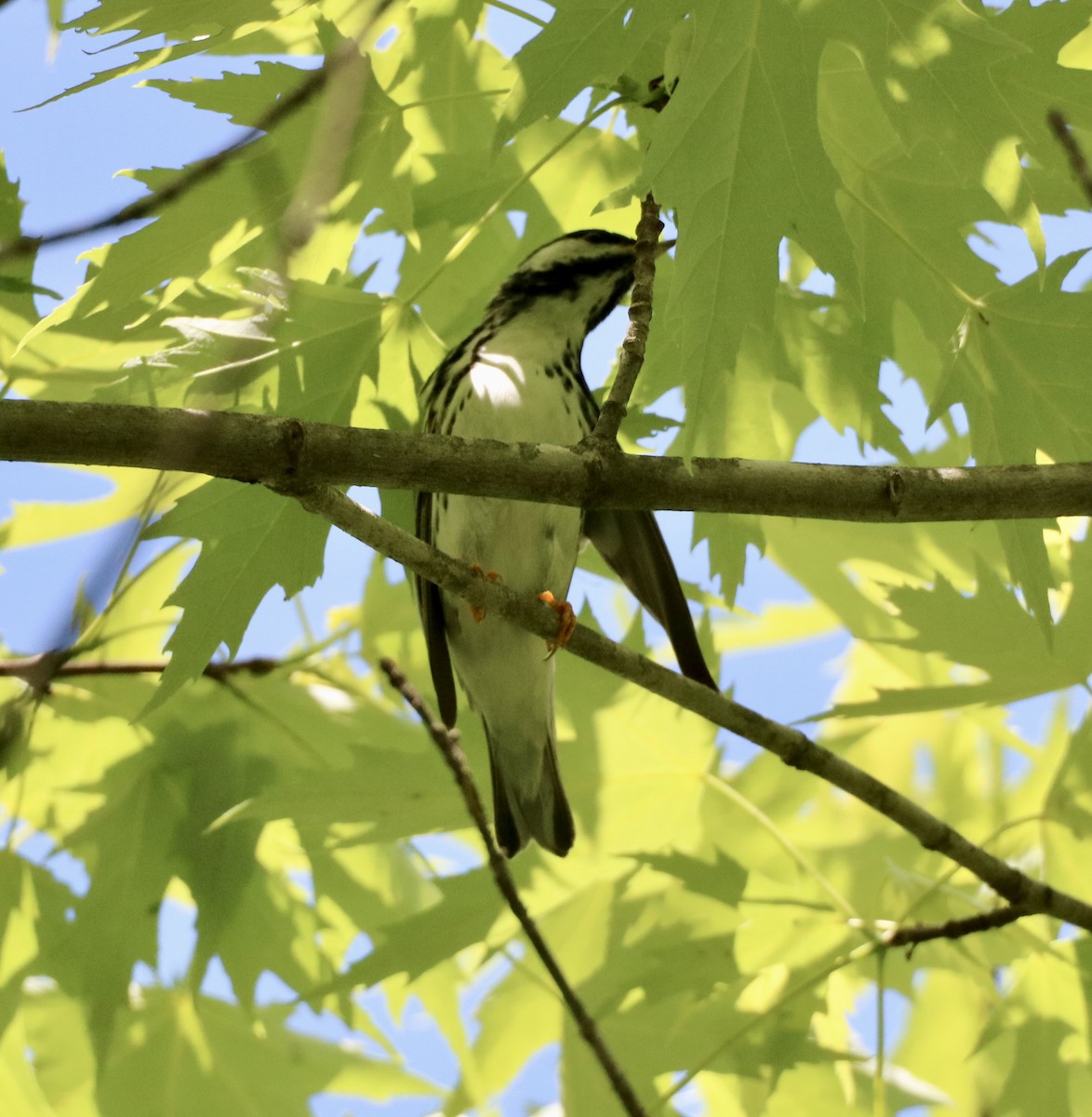 Blackpoll Warbler - Carla Morris