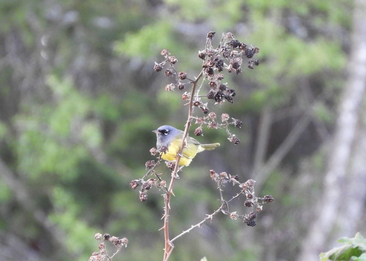 MacGillivray's Warbler - Christian Rixen