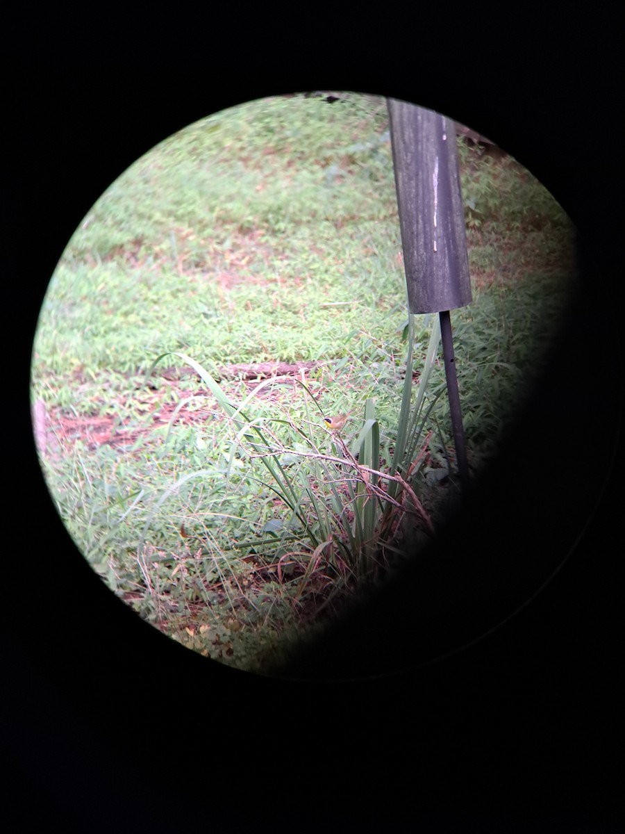 Common Yellowthroat - ML618835317