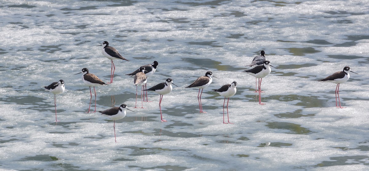 Black-necked Stilt - Caroline Lambert