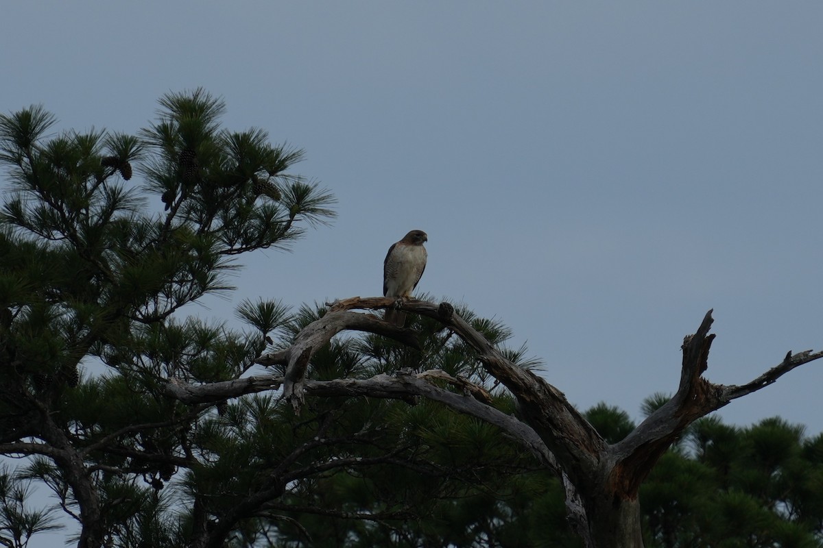 Red-tailed Hawk - ML618835327