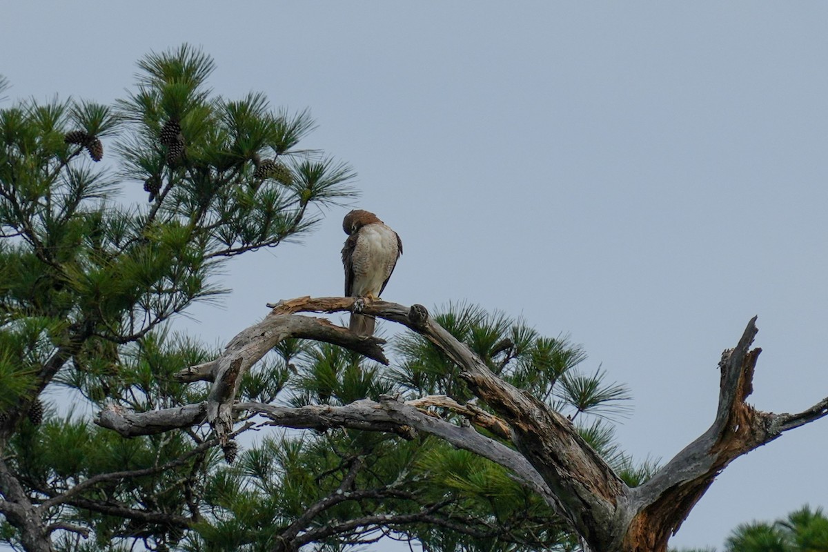 Red-tailed Hawk - ML618835328