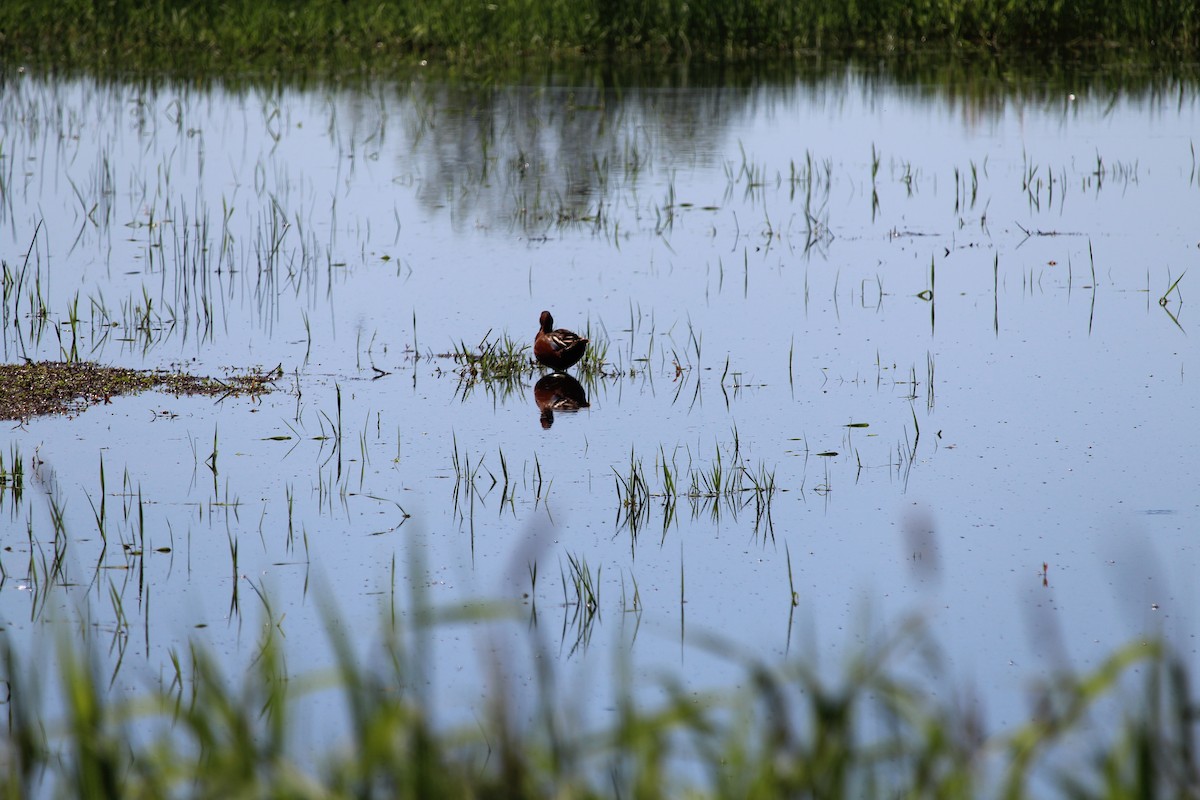 Cinnamon Teal - Casey Moore-Harris