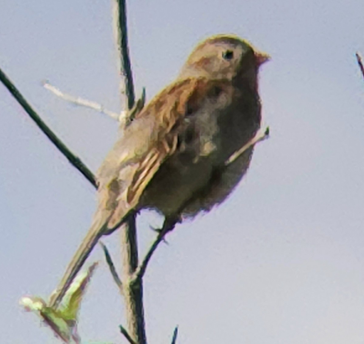 Field Sparrow - ML618835353