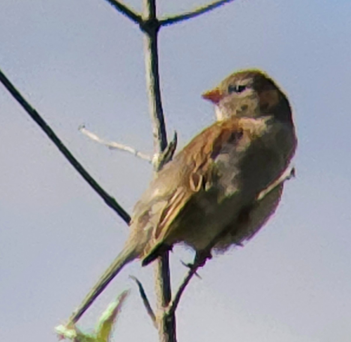 Field Sparrow - ML618835354