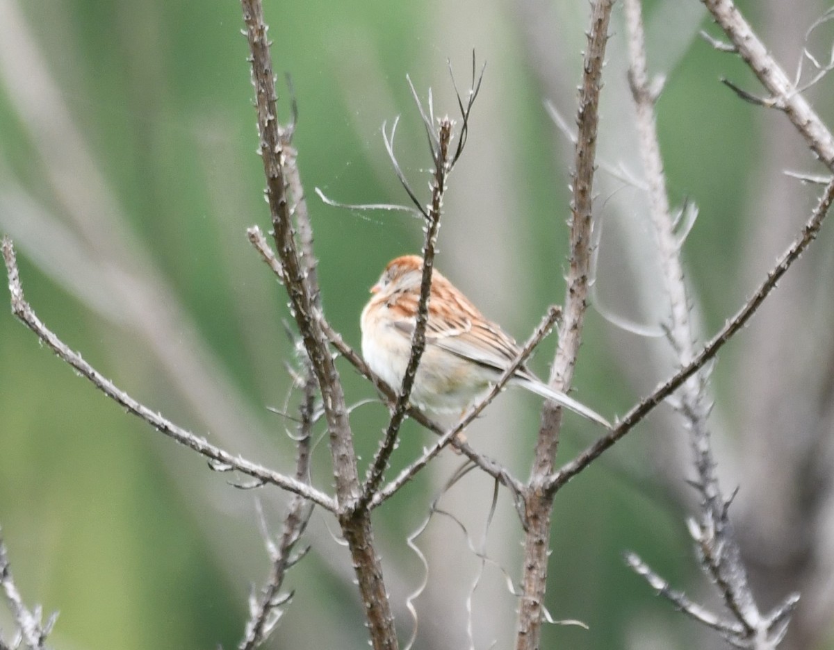 Field Sparrow - ML618835355