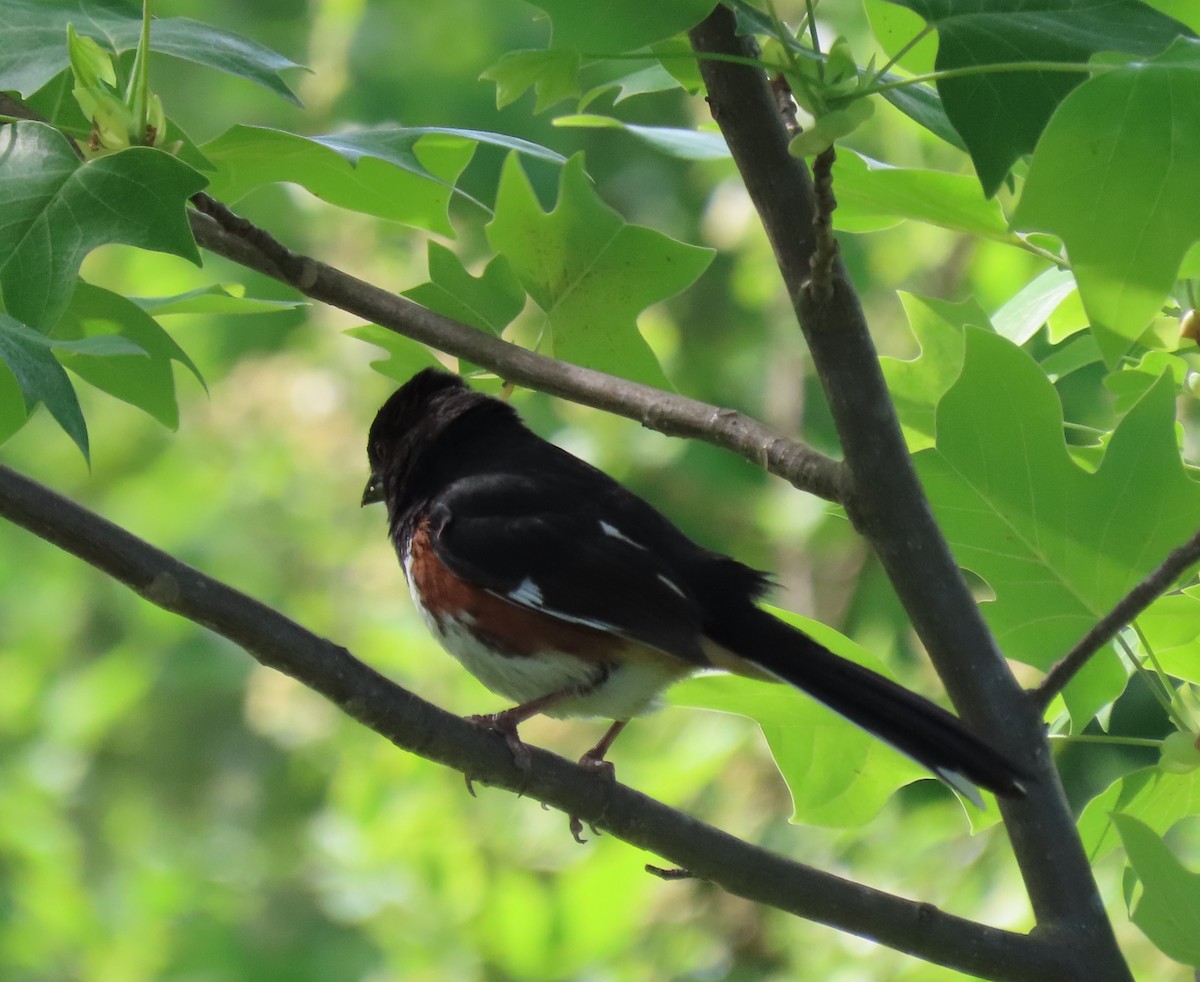 Eastern Towhee - ML618835364