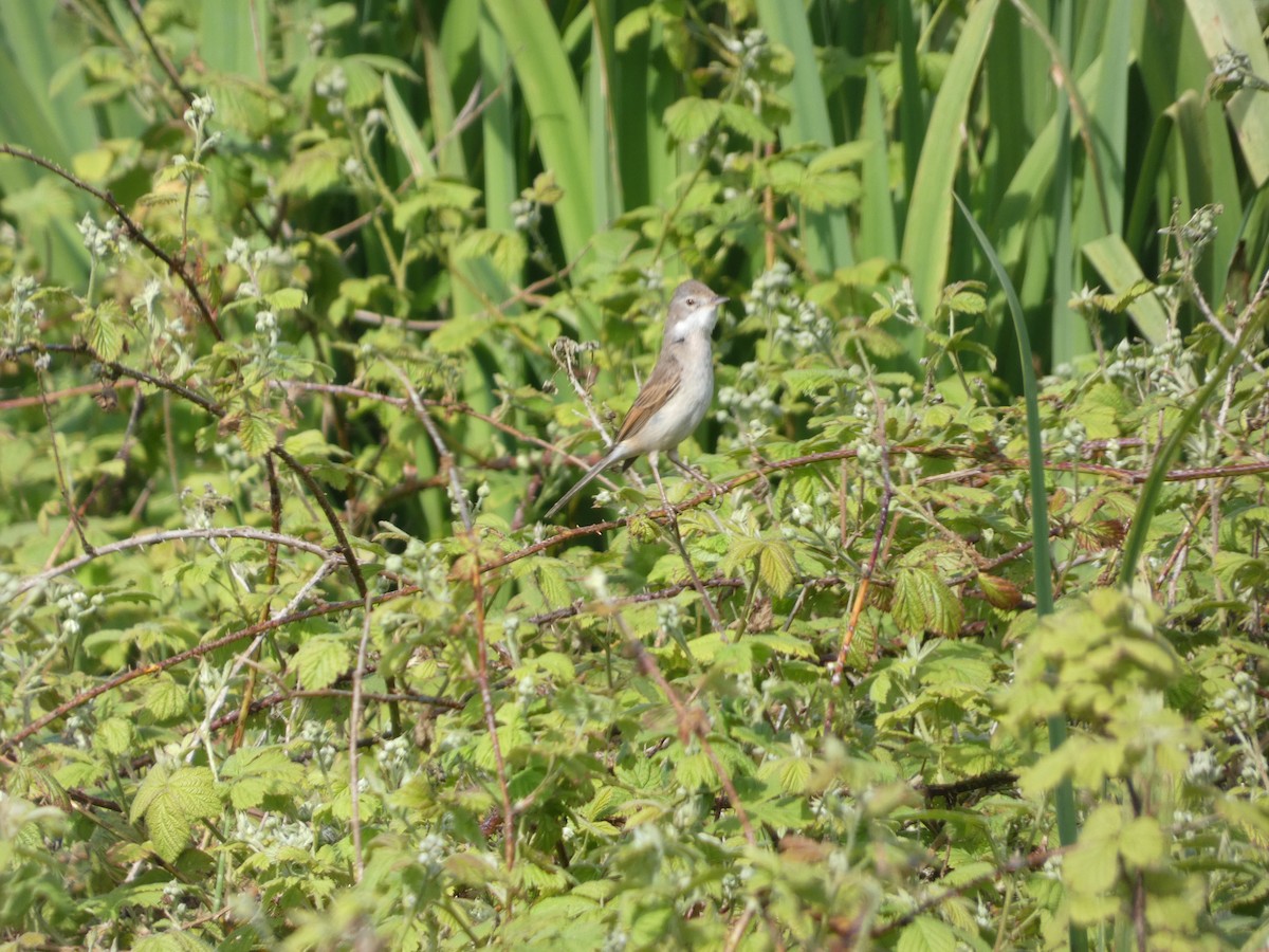 Greater Whitethroat - Mike Tuer