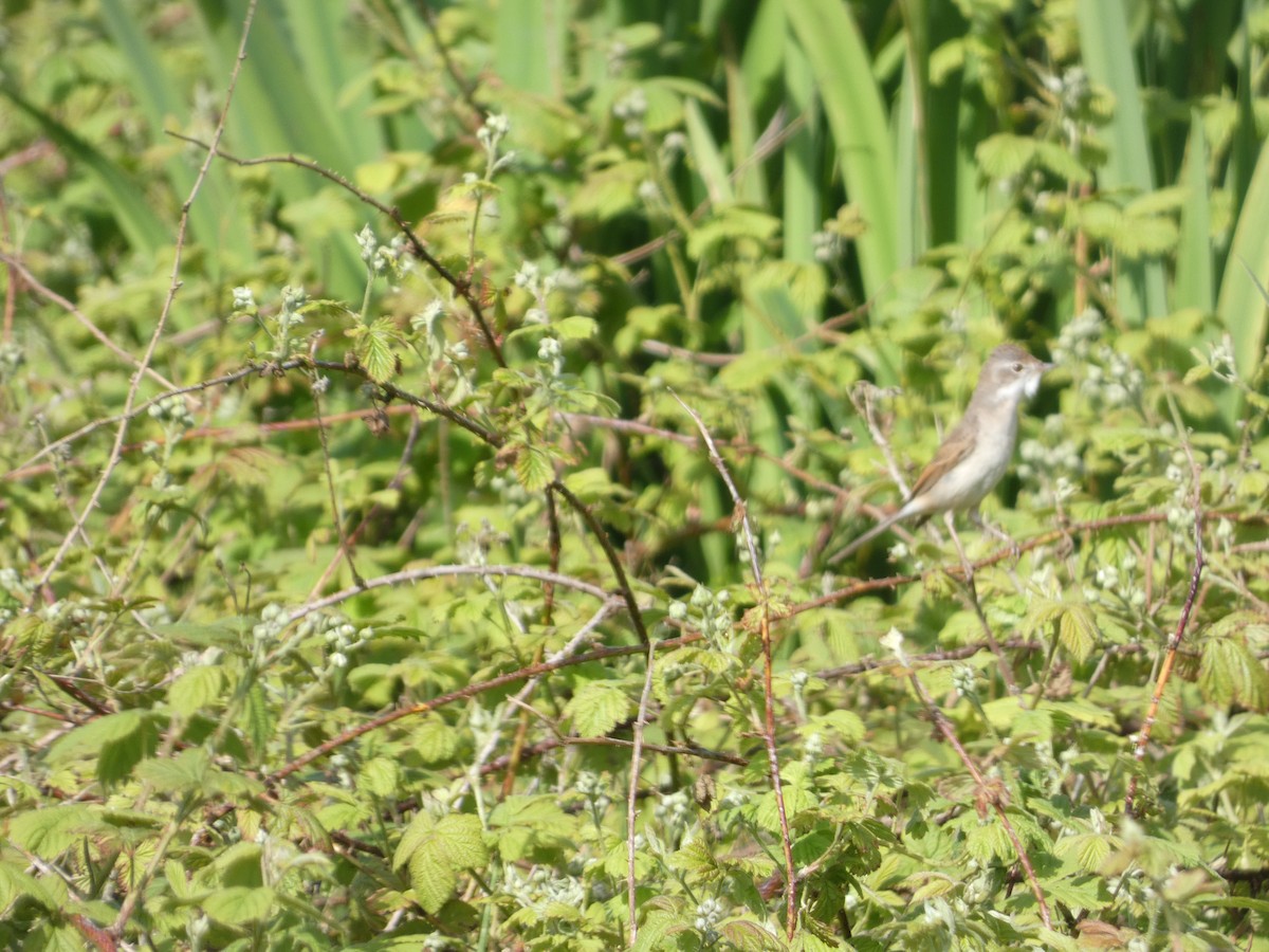 Greater Whitethroat - Mike Tuer