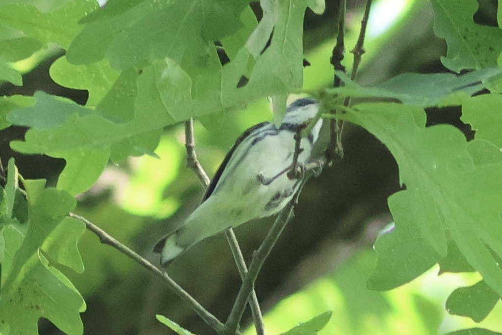 Cerulean Warbler - Vikas Madhav Nagarajan