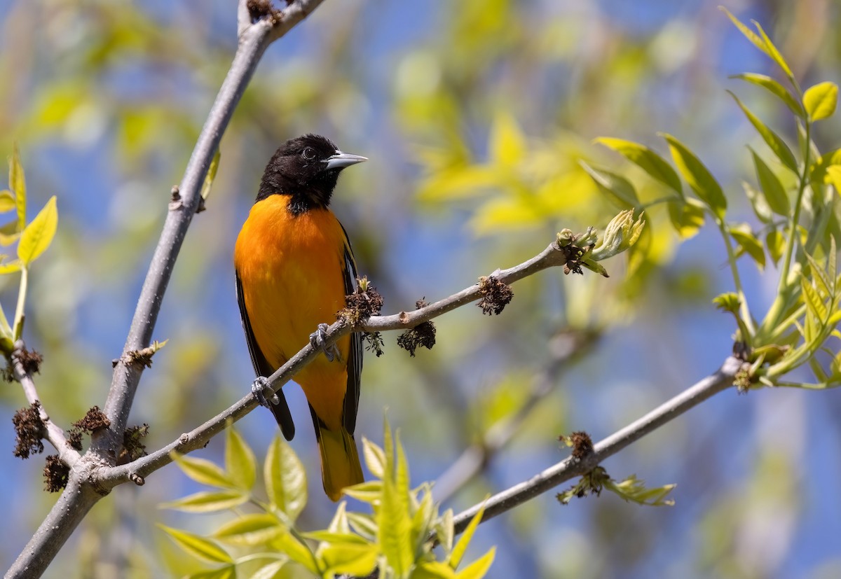 Baltimore Oriole - Suzanne Labbé