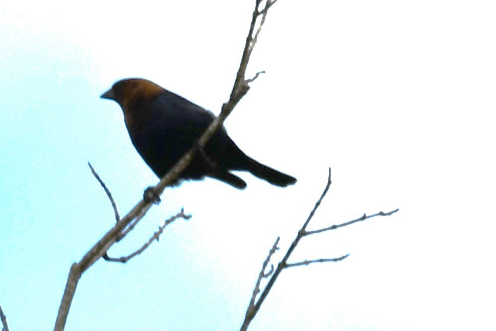 Brown-headed Cowbird - ML618835390