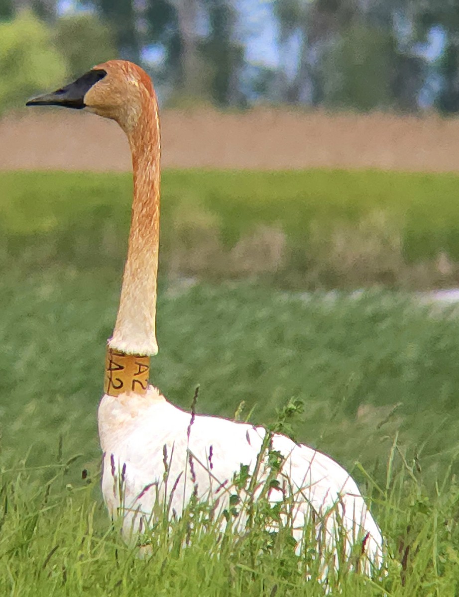 Trumpeter Swan - ML618835392