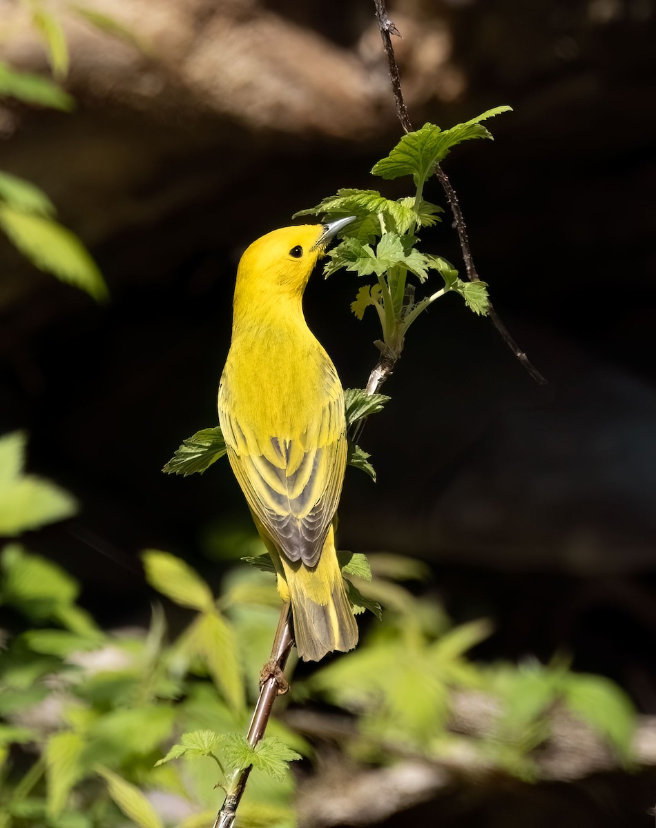 Yellow Warbler - Suzanne Labbé